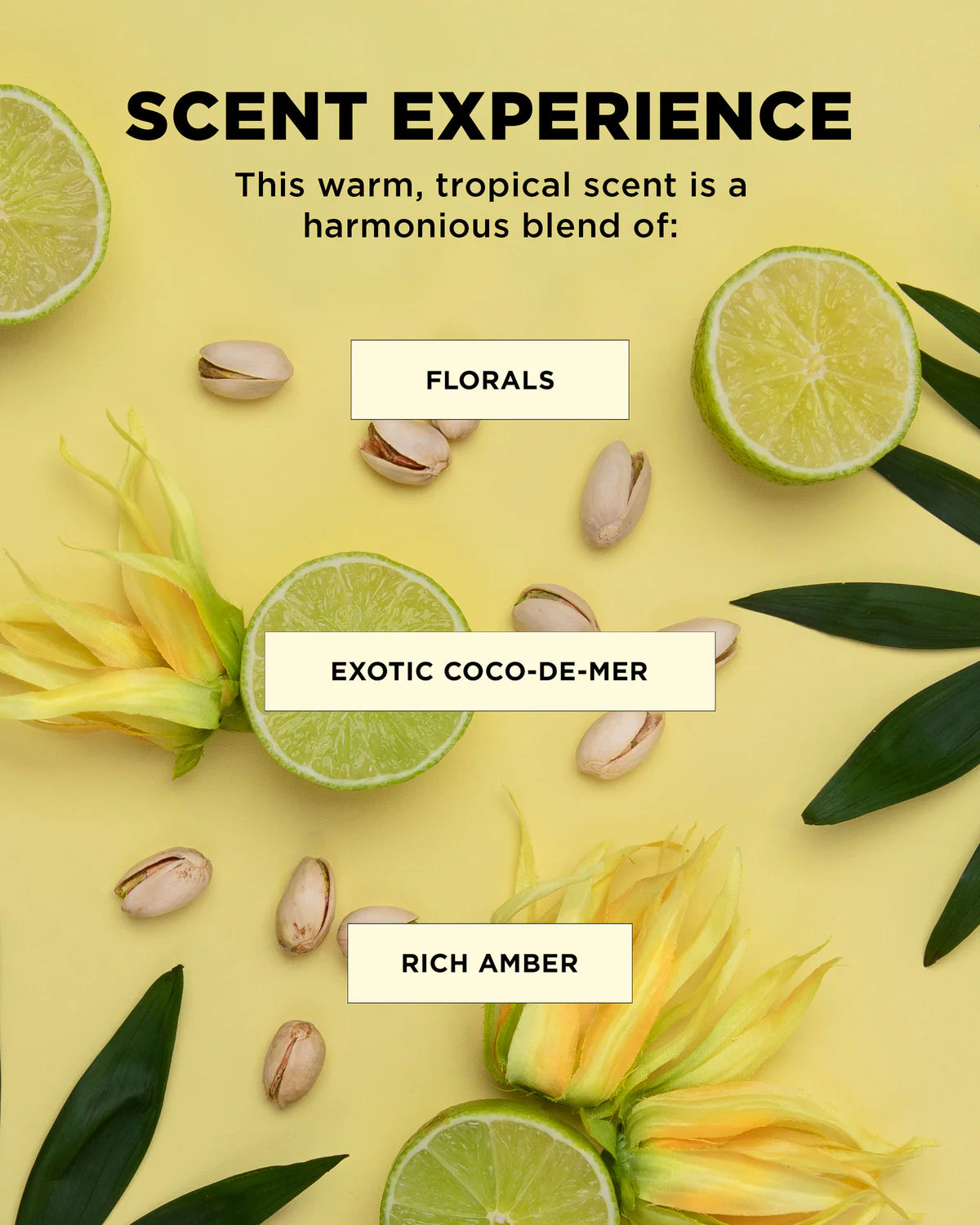 Dream Mane - Curl Kit